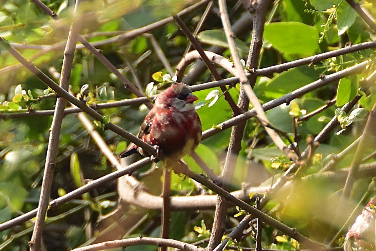 Тигровый астрильд - ML646435225