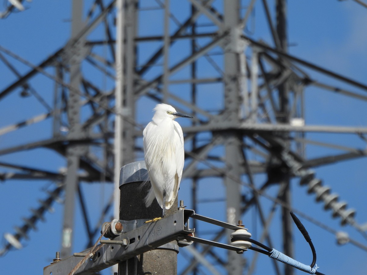 Малая белая цапля - ML646435228