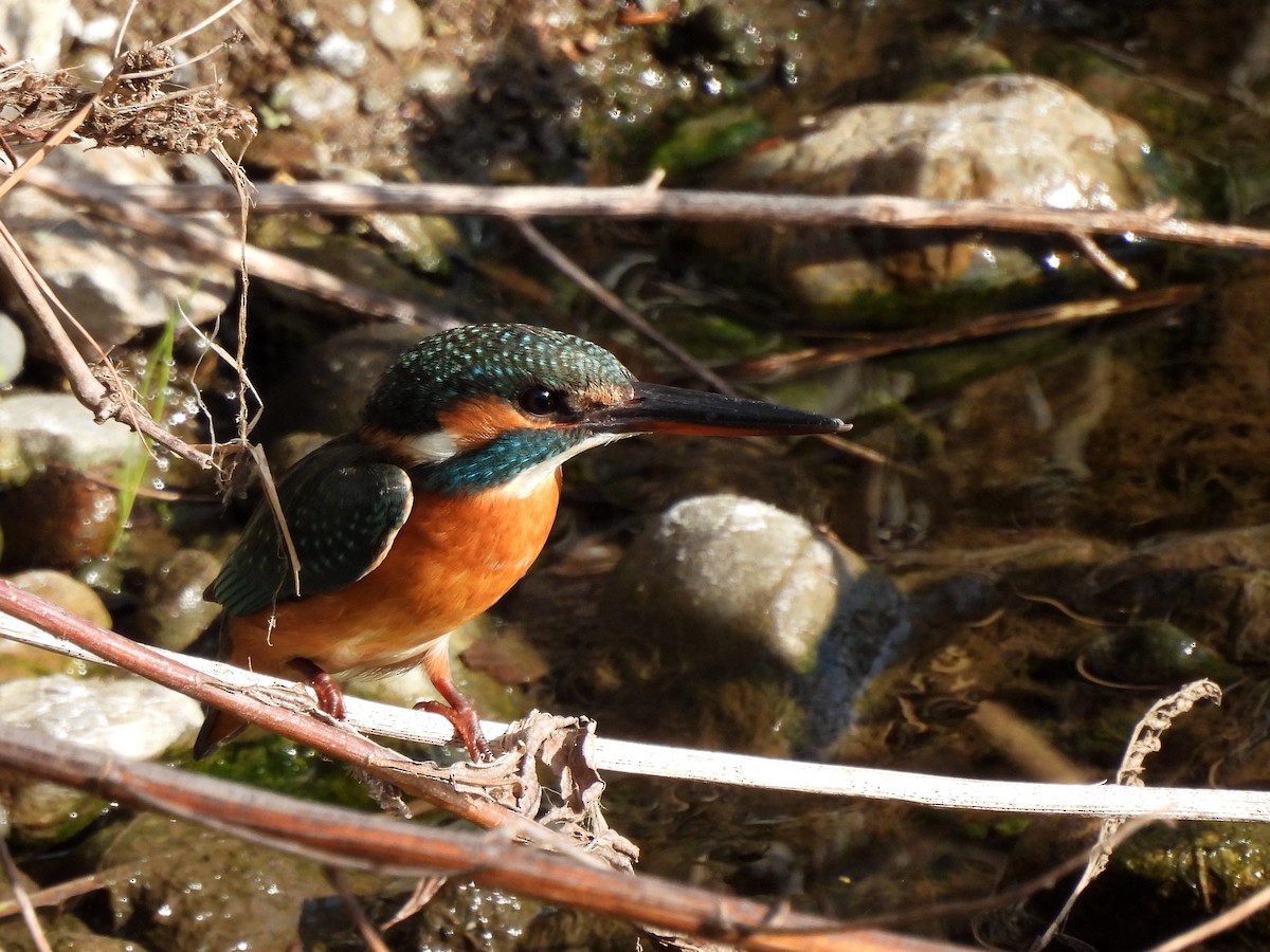 Зимородок - ML646435230