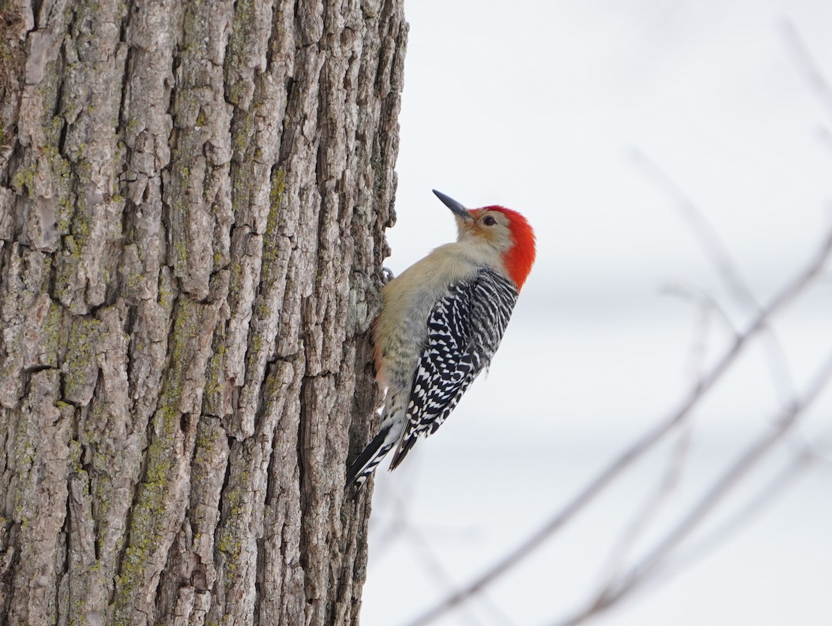 Каролинский дятел - ML646435231