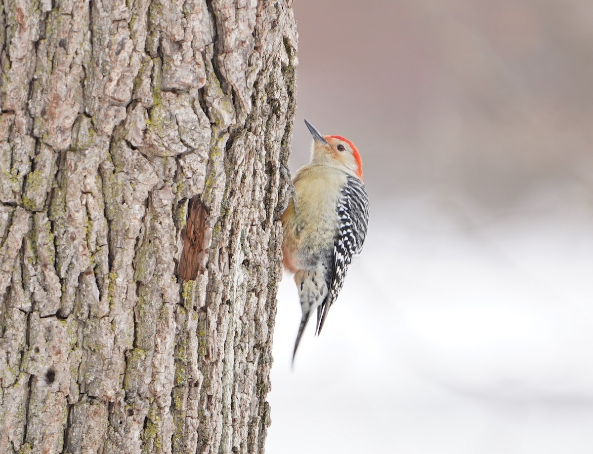 Каролинский дятел - ML646435232