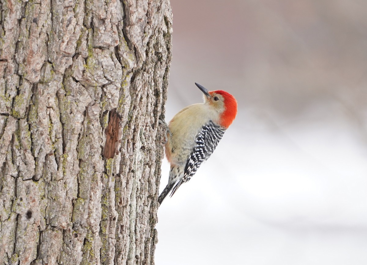 Каролинский дятел - ML646435233