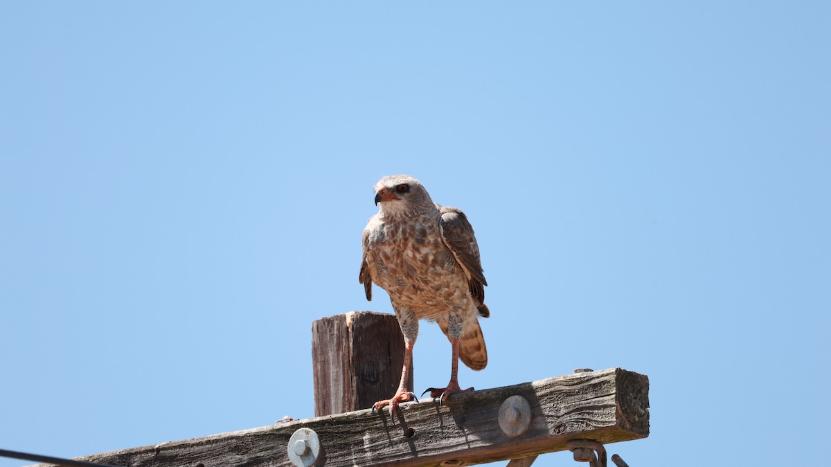 Pale Chanting-Goshawk - ML646435234