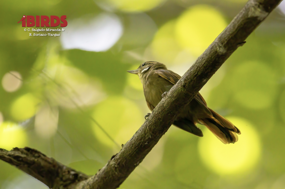 Northern Plain-Xenops - ML646435235