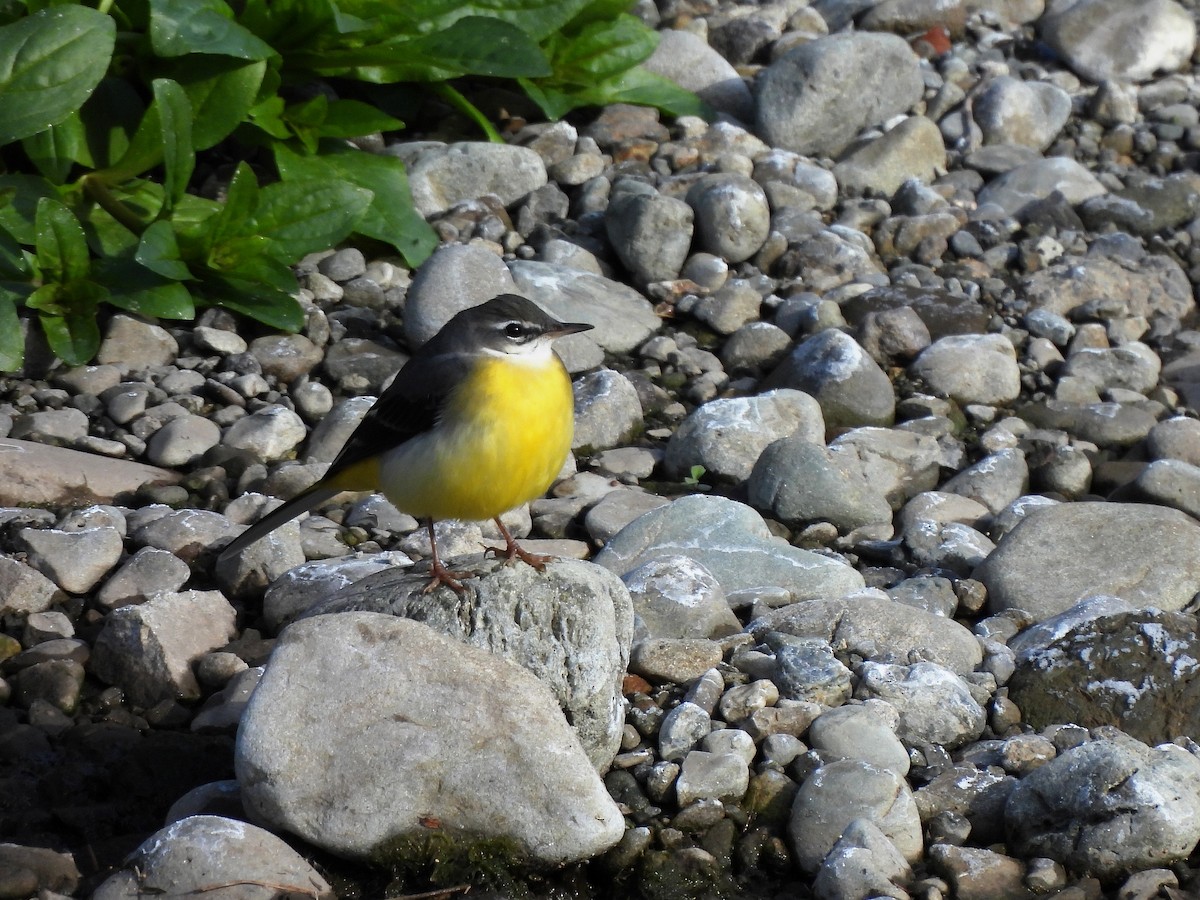Gray Wagtail - ML646435239