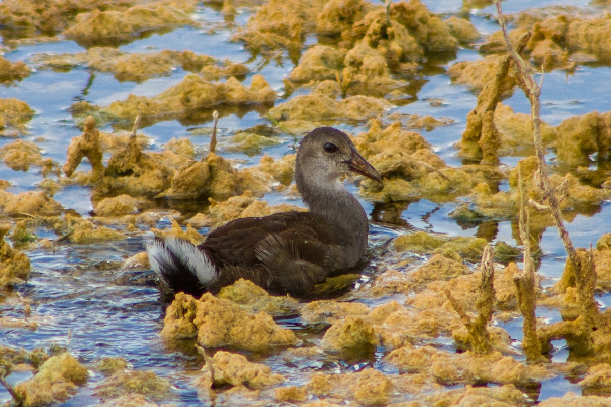 Common Gallinule - ML646435240