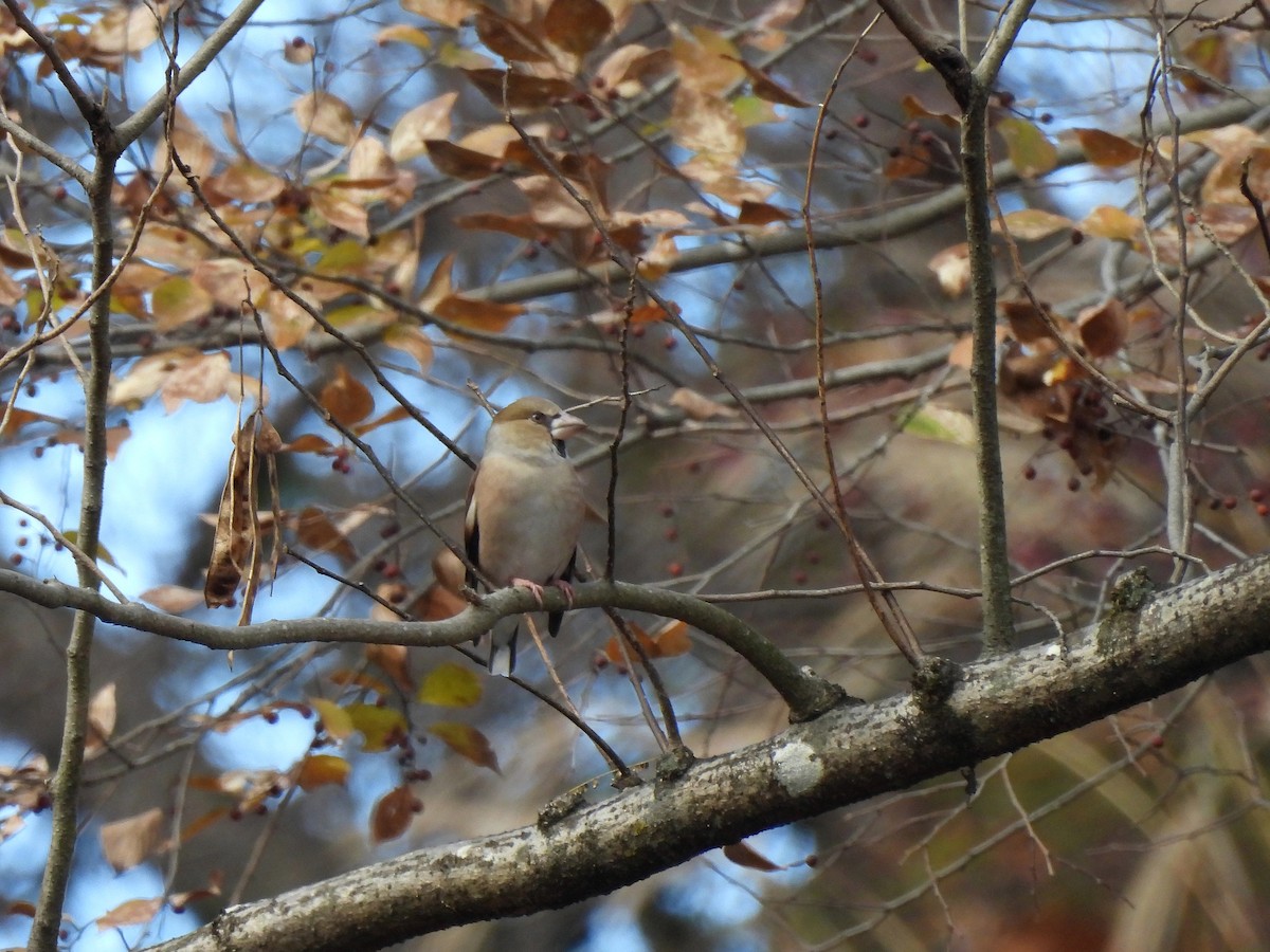 Hawfinch - ML646435243