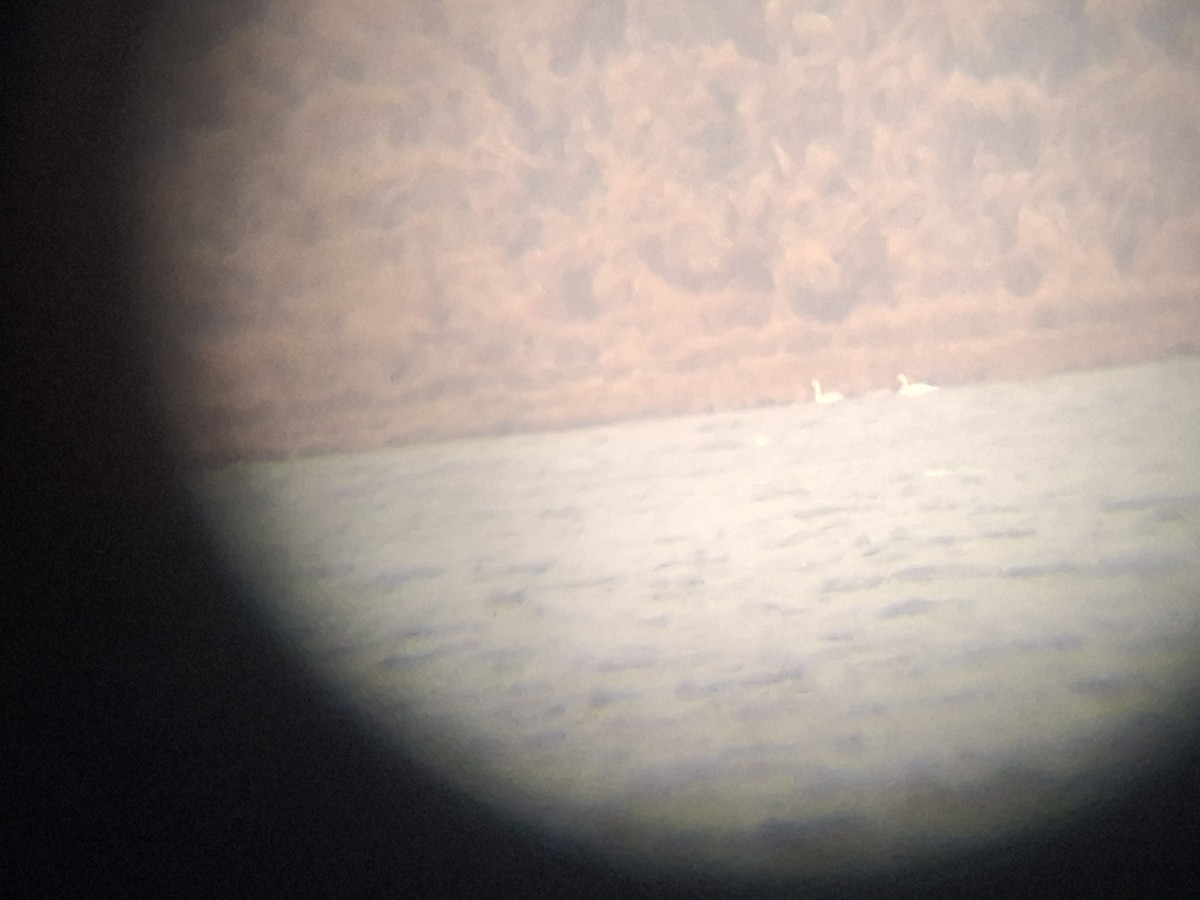 Ötücü Kuğu - ML646435244