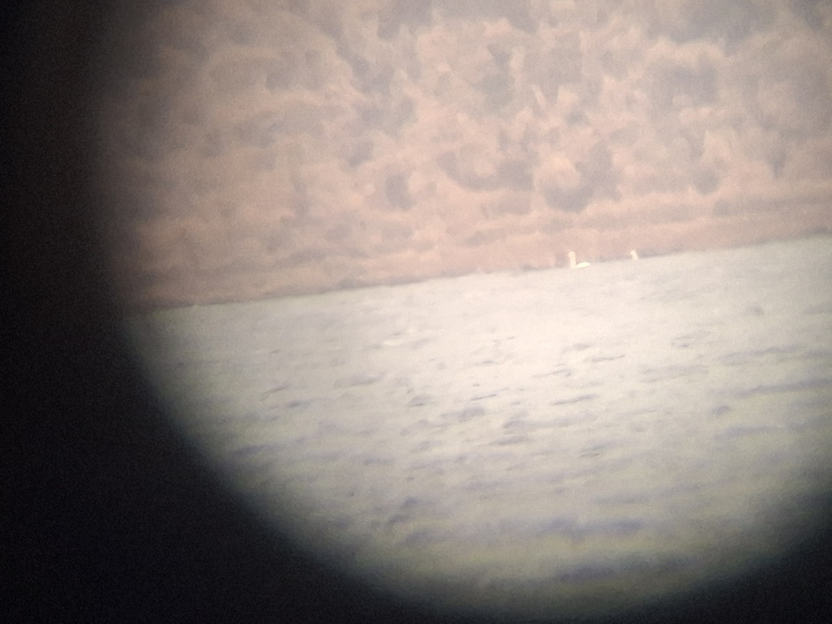 Ötücü Kuğu - ML646435245