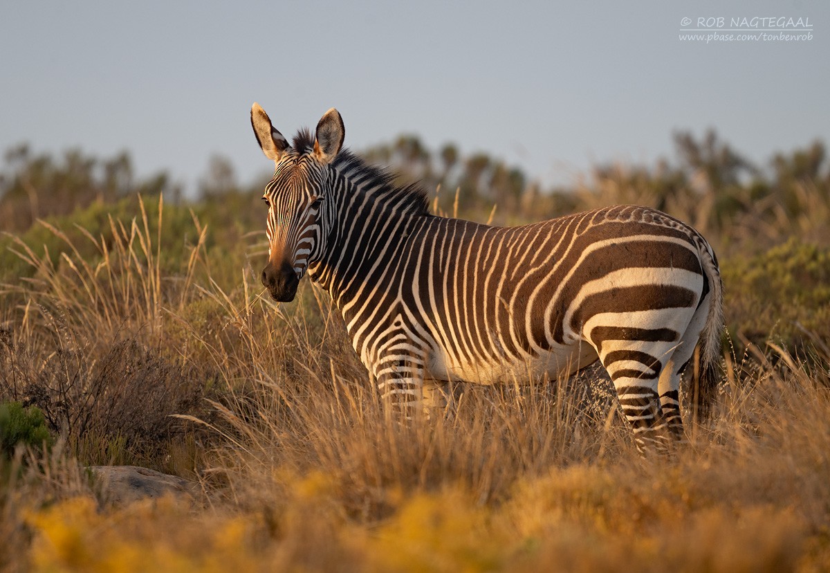 Cape Mountain Zebra - ML646435246