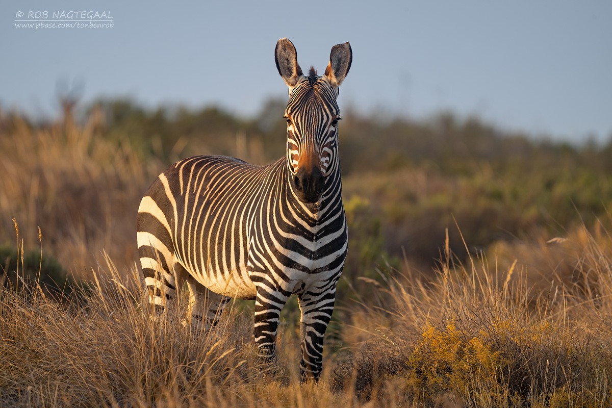Cape Mountain Zebra - ML646435247