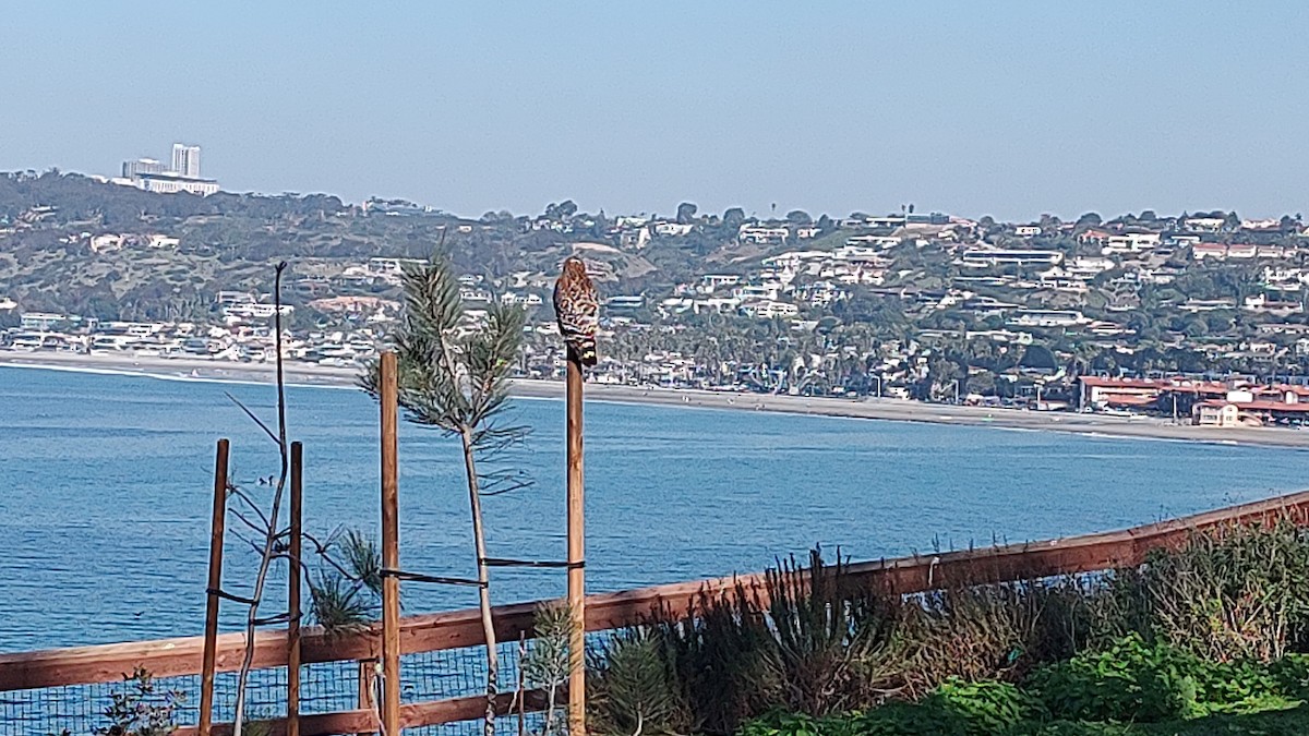 カタアカノスリ（elegans） - ML646435249