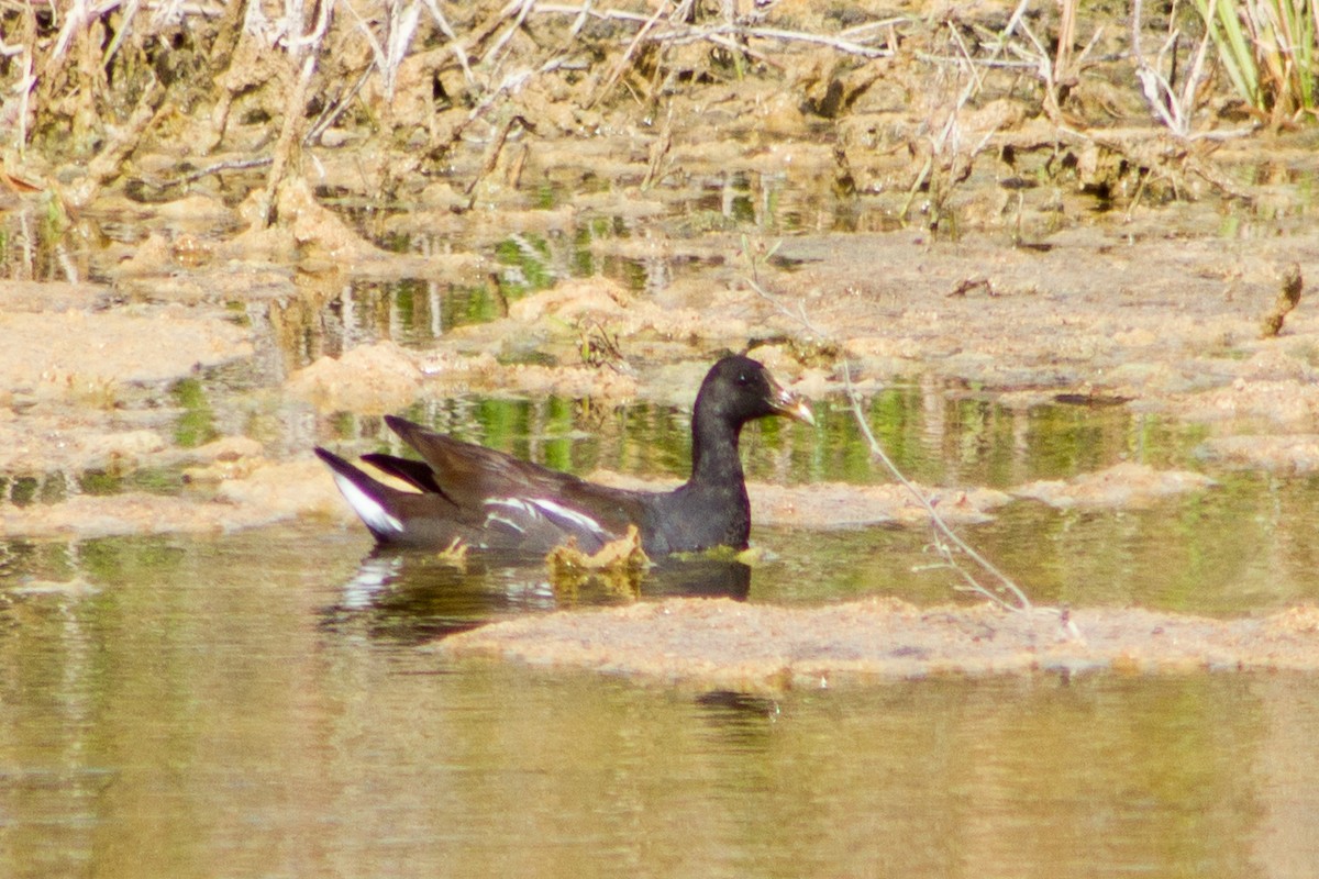 アメリカバン - ML646435250