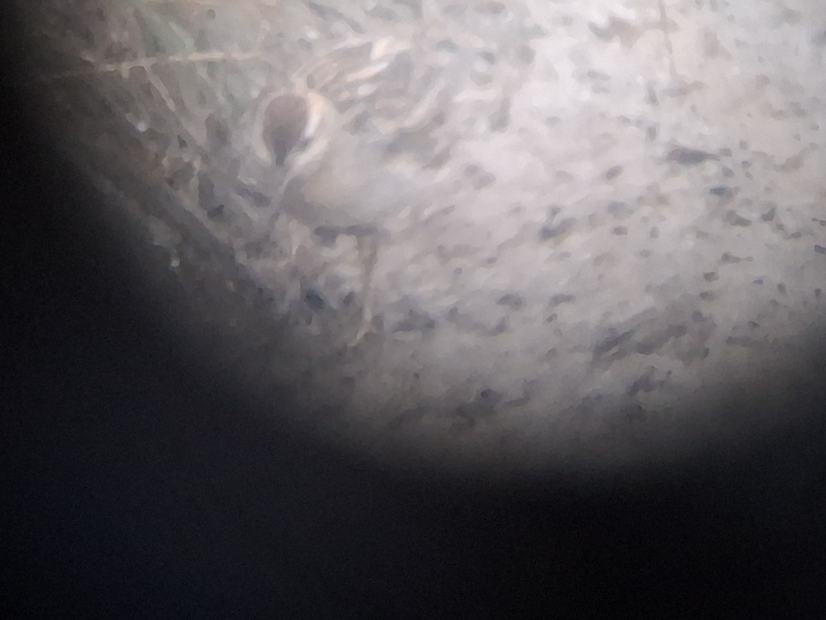 Sharp-tailed Sandpiper - ML646435251