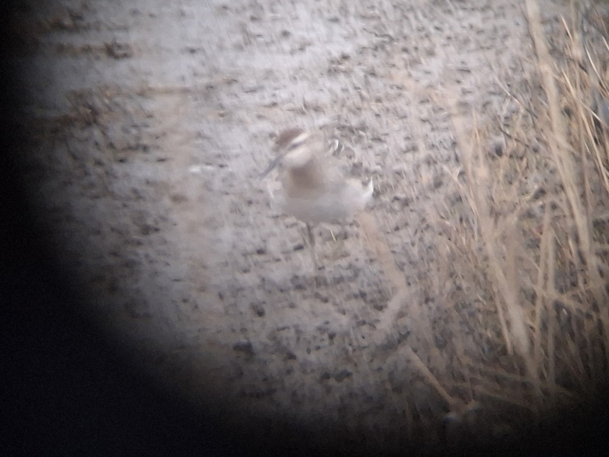 Sharp-tailed Sandpiper - ML646435252