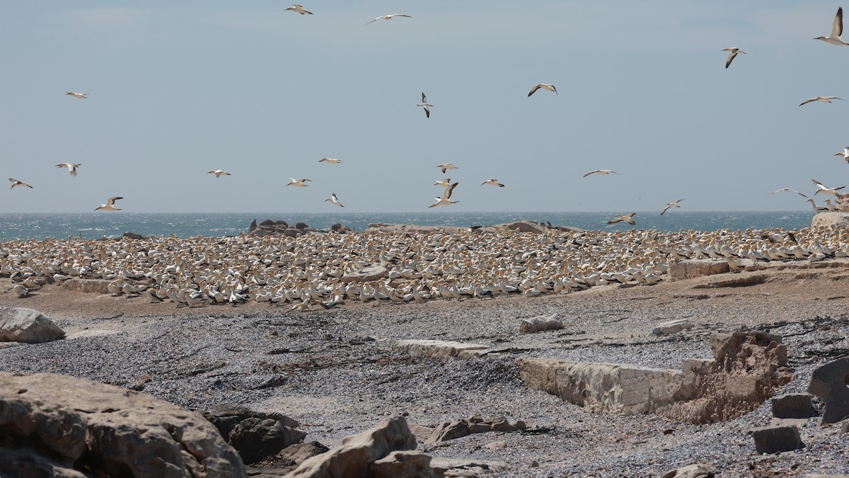 ケープシロカツオドリ - ML646435253