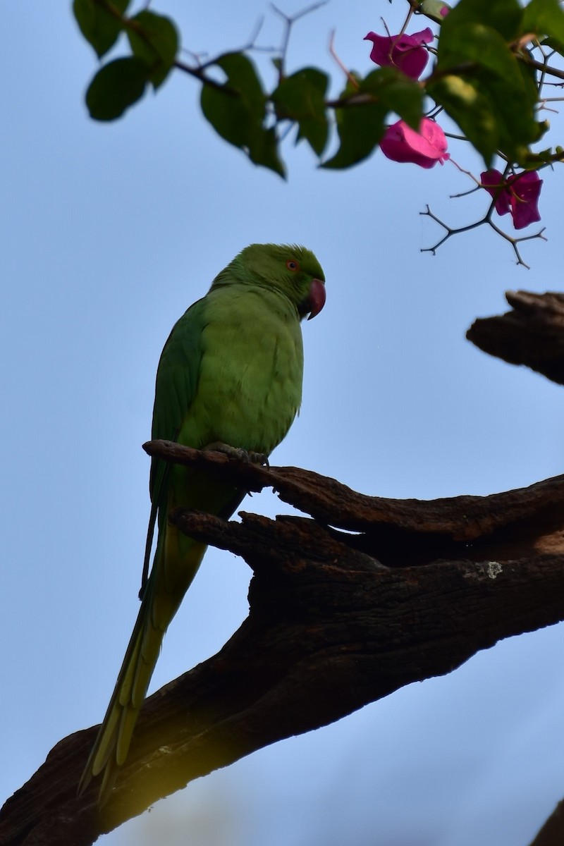 ホンセイインコ - ML646435255