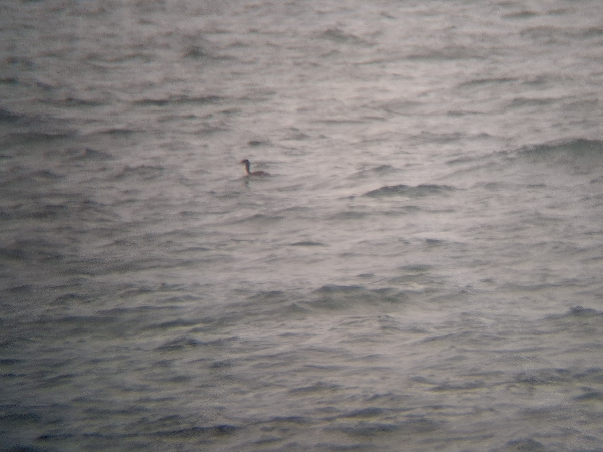 アカエリカイツブリ - ML646435256