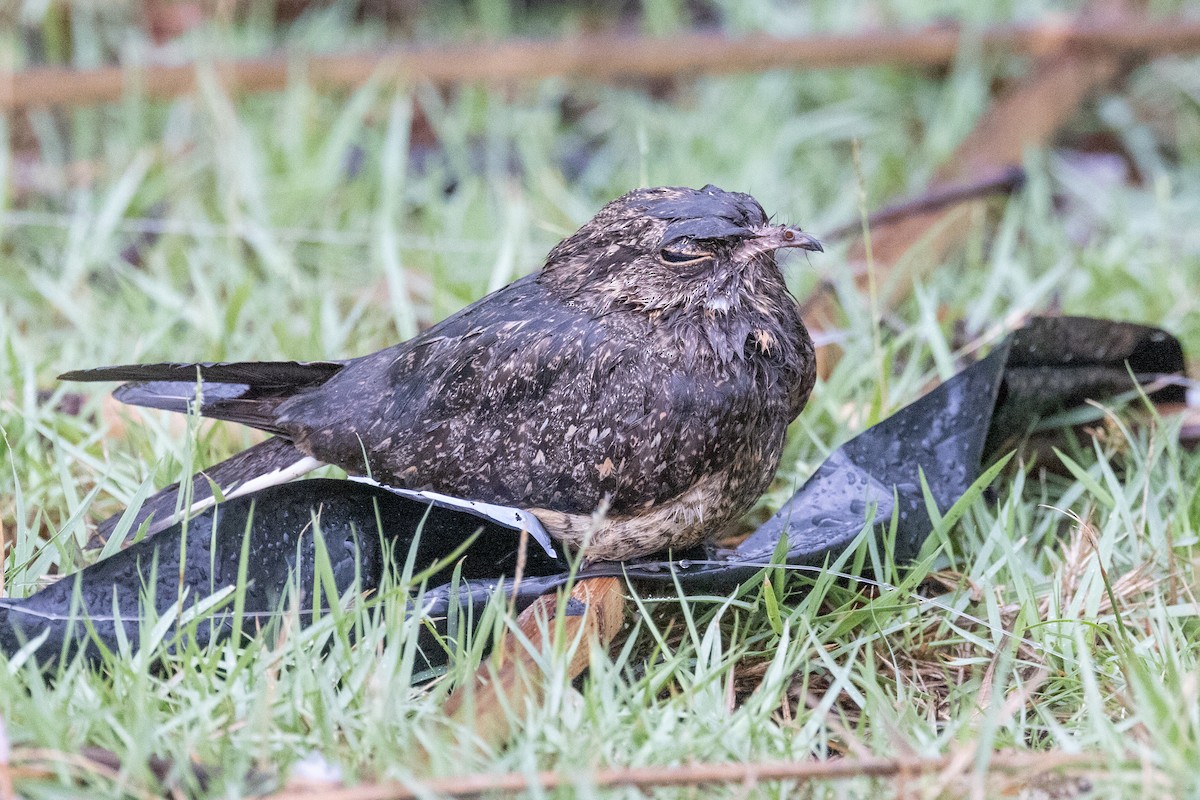 シロアゴヨタカ - ML646435257