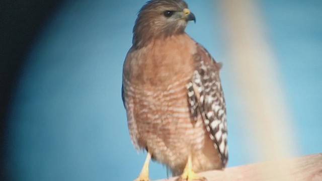 カタアカノスリ（elegans） - ML646435259