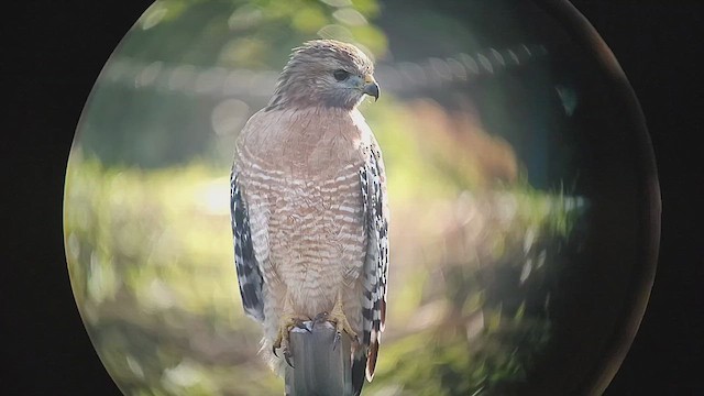 カタアカノスリ（elegans） - ML646435260