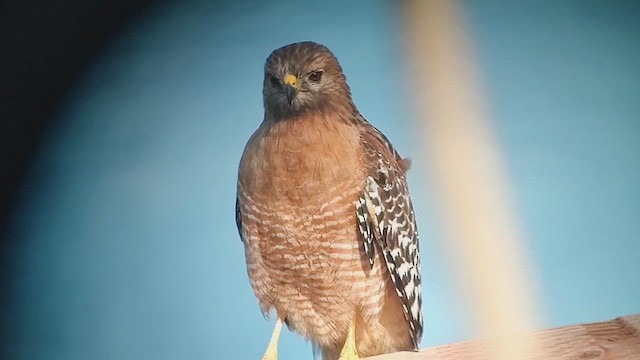 カタアカノスリ（elegans） - ML646435261