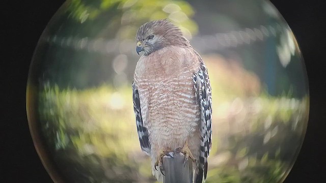 カタアカノスリ（elegans） - ML646435262