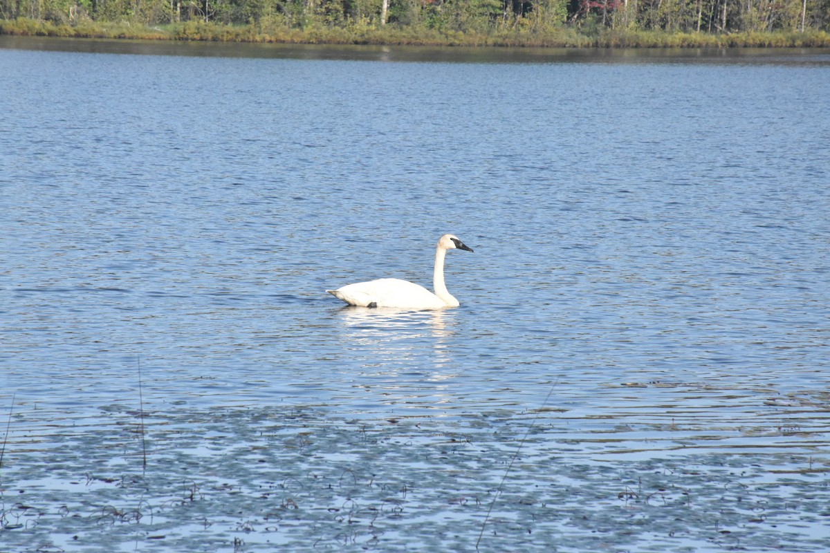 ナキハクチョウ - ML646435263