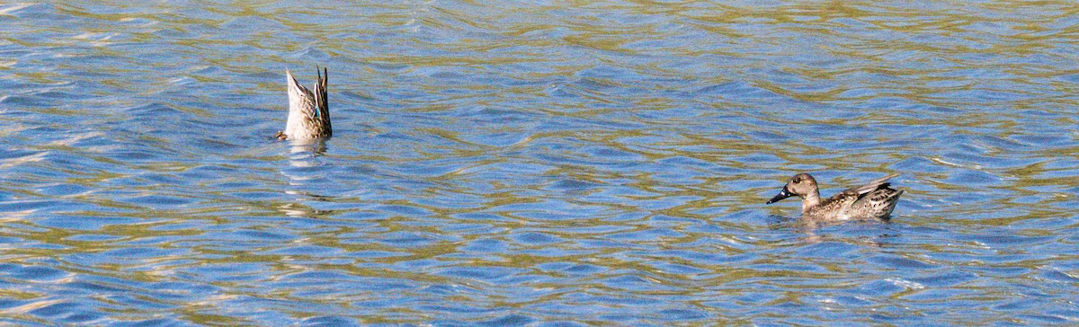 コガモ - ML646435265