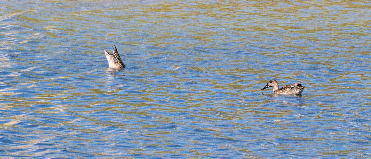 コガモ - ML646435267