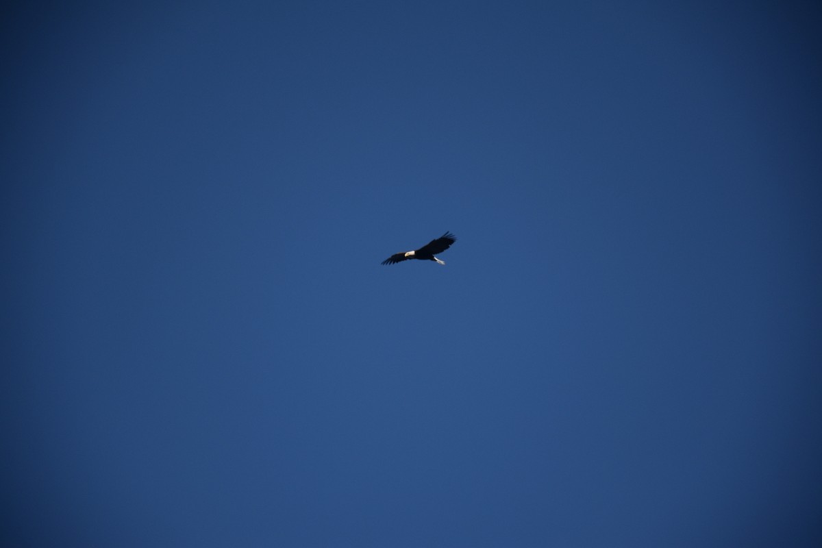 ハクトウワシ - ML646435268