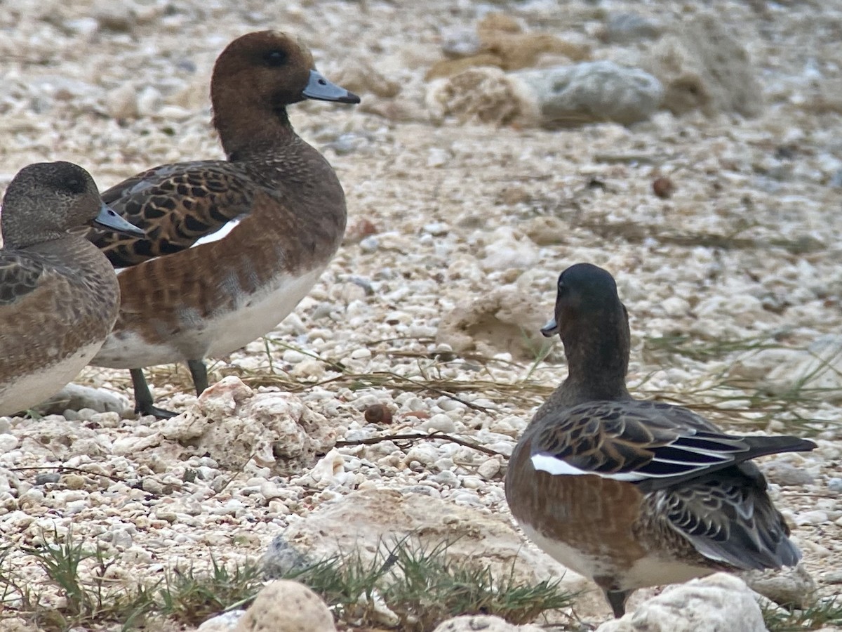 ヒドリガモ - ML646435269