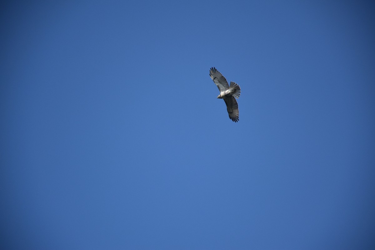 アカオノスリ - ML646435271