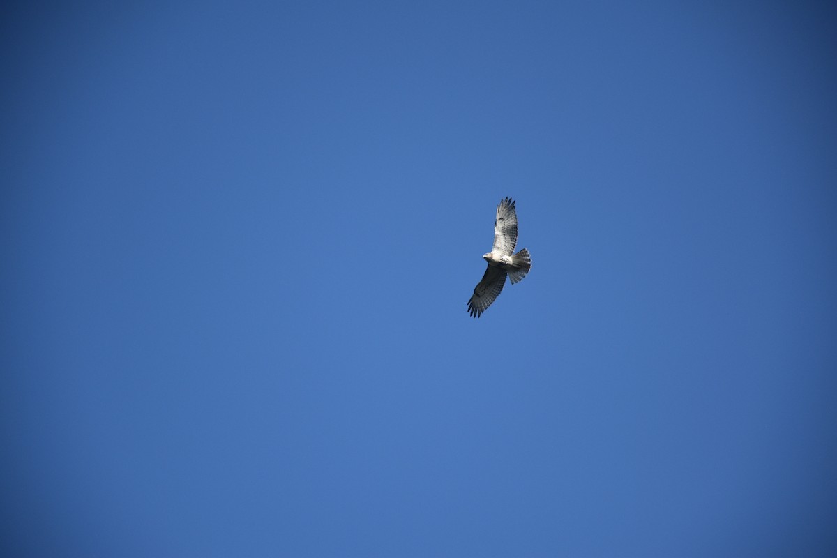 アカオノスリ - ML646435272