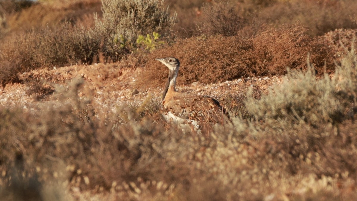 ナンアチュウノガン - ML646435273