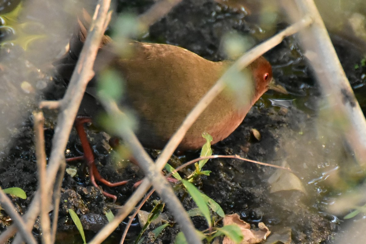 ヒクイナ - ML646435275