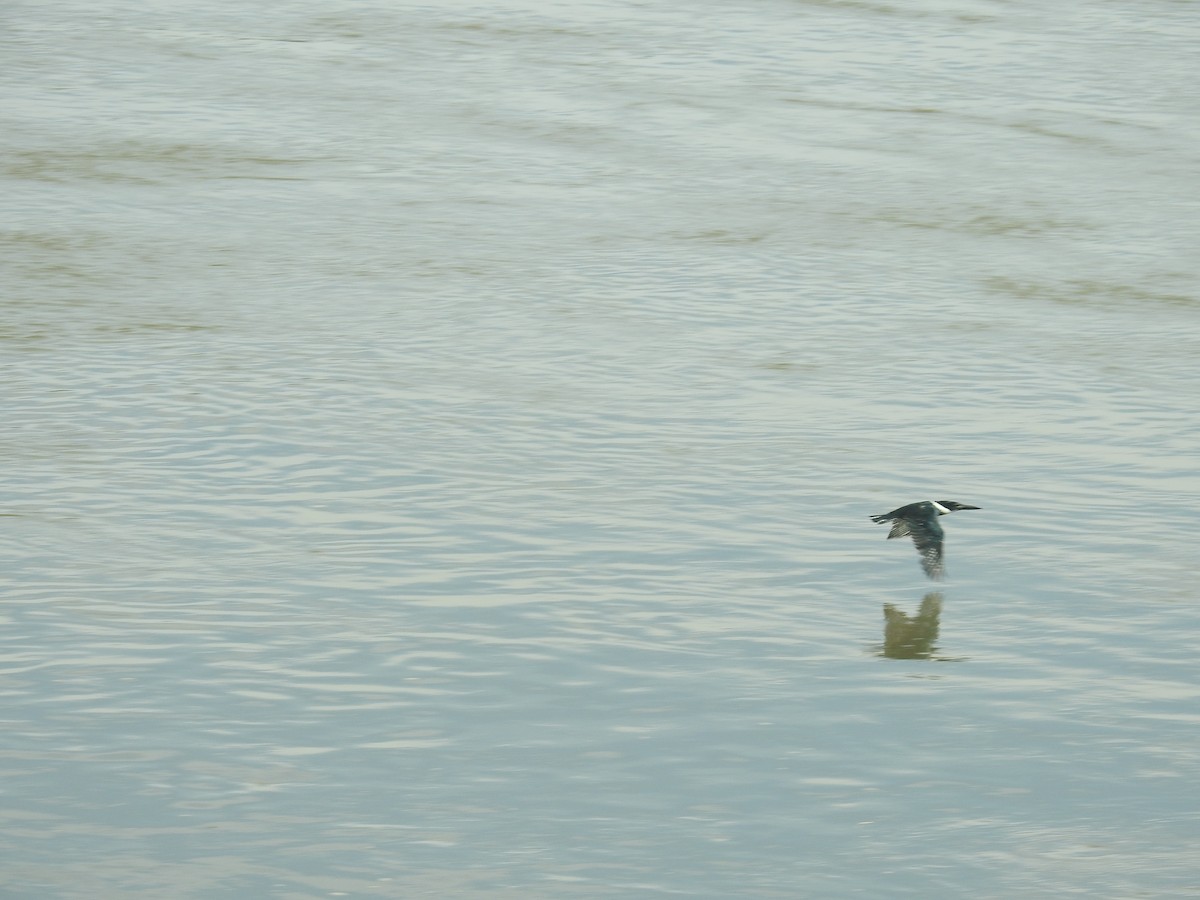 オオミドリヤマセミ - ML646435276