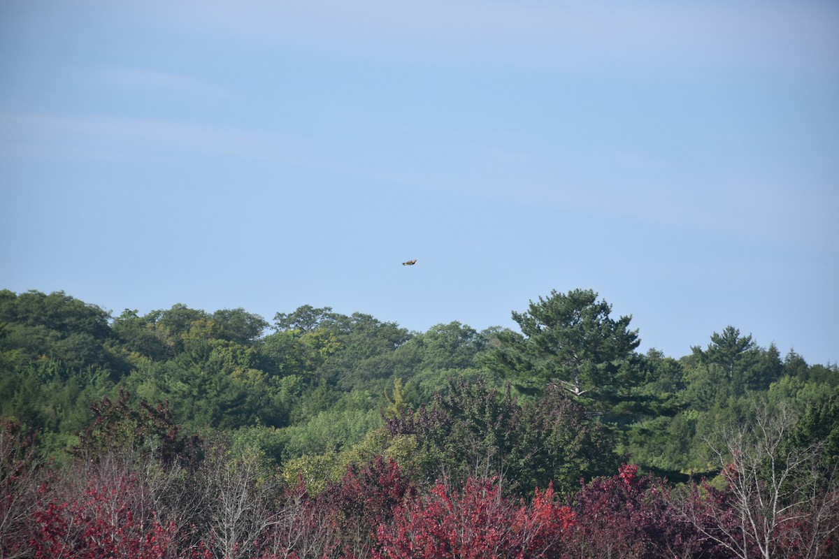 ハシボソキツツキ - ML646435277