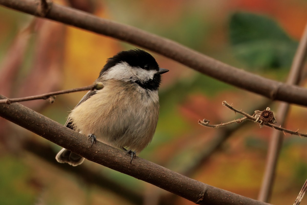 アメリカコガラ - ML646435279