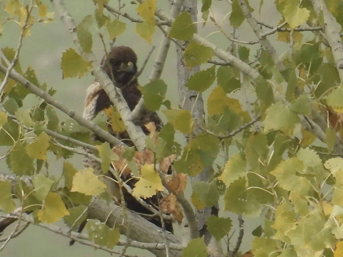Red-tailed Hawk - ML646435280