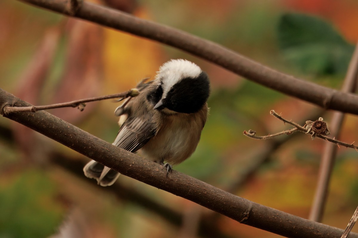 アメリカコガラ - ML646435281