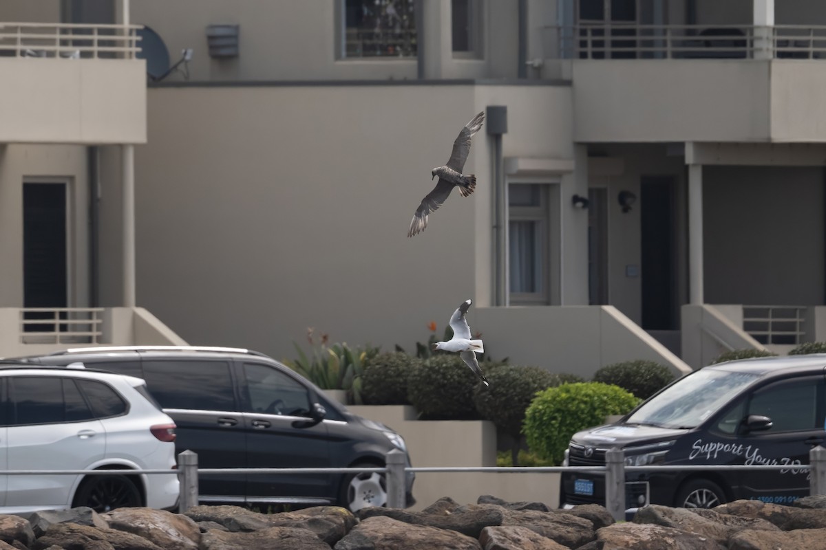 クロトウゾクカモメ - ML646435284