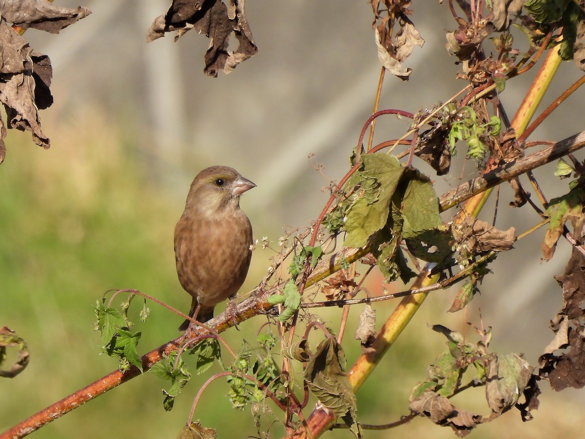 カワラヒワ - ML646435285