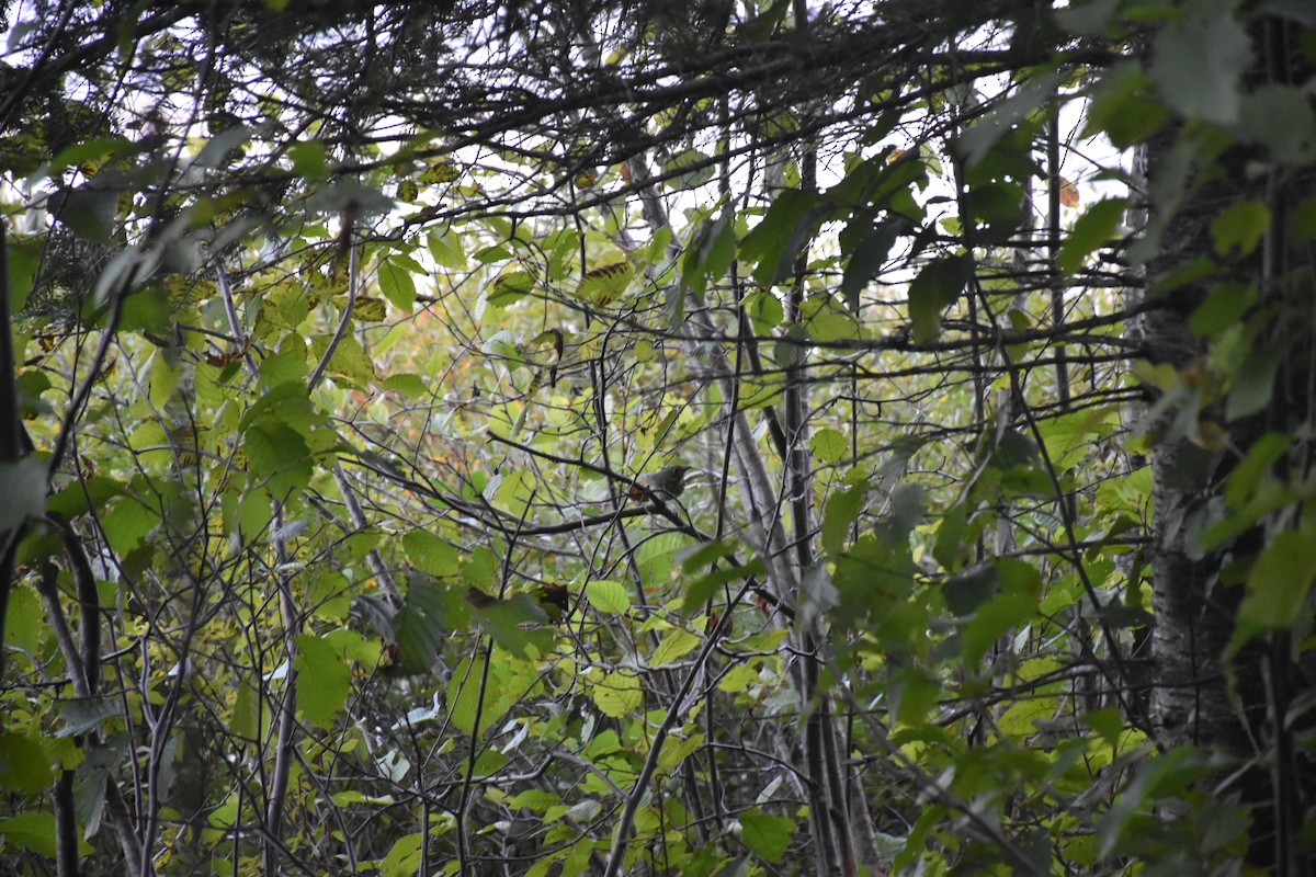 オリーブチャツグミ - ML646435286