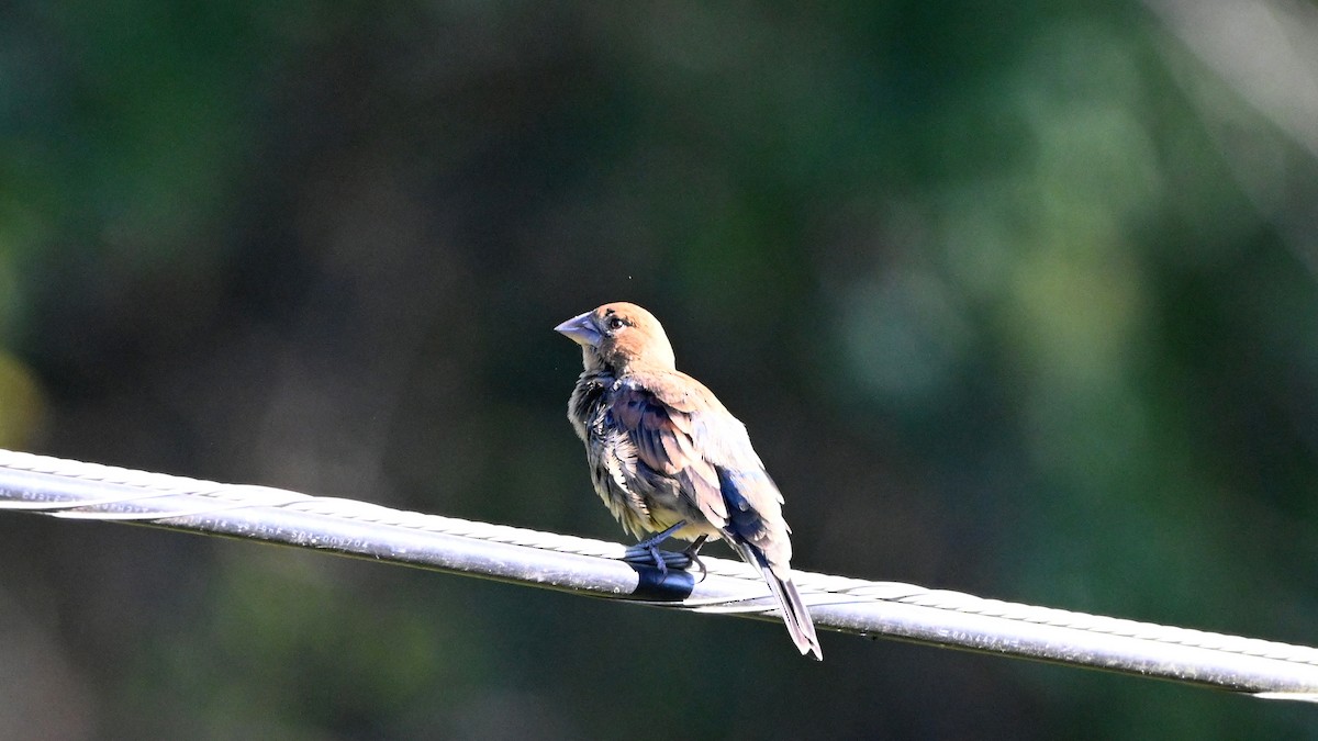 Azulillo Sietecolores - ML646435287