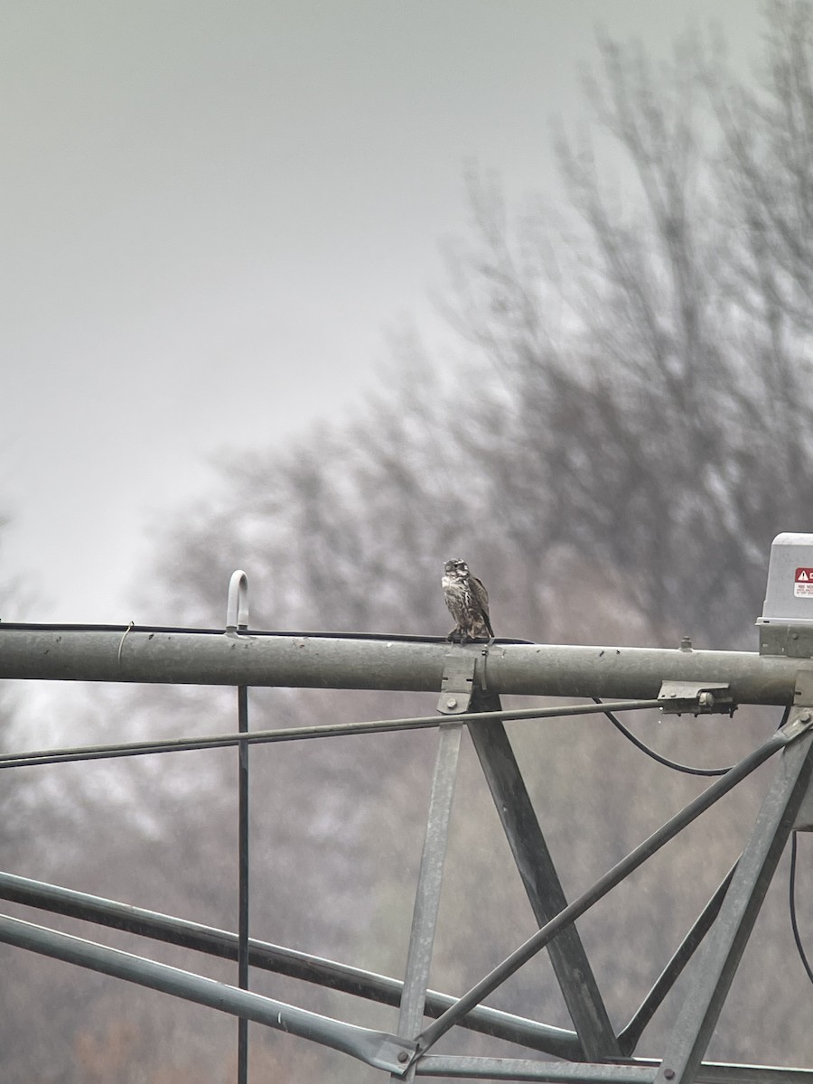 Підсоколик малий (підвид columbarius) - ML646435288