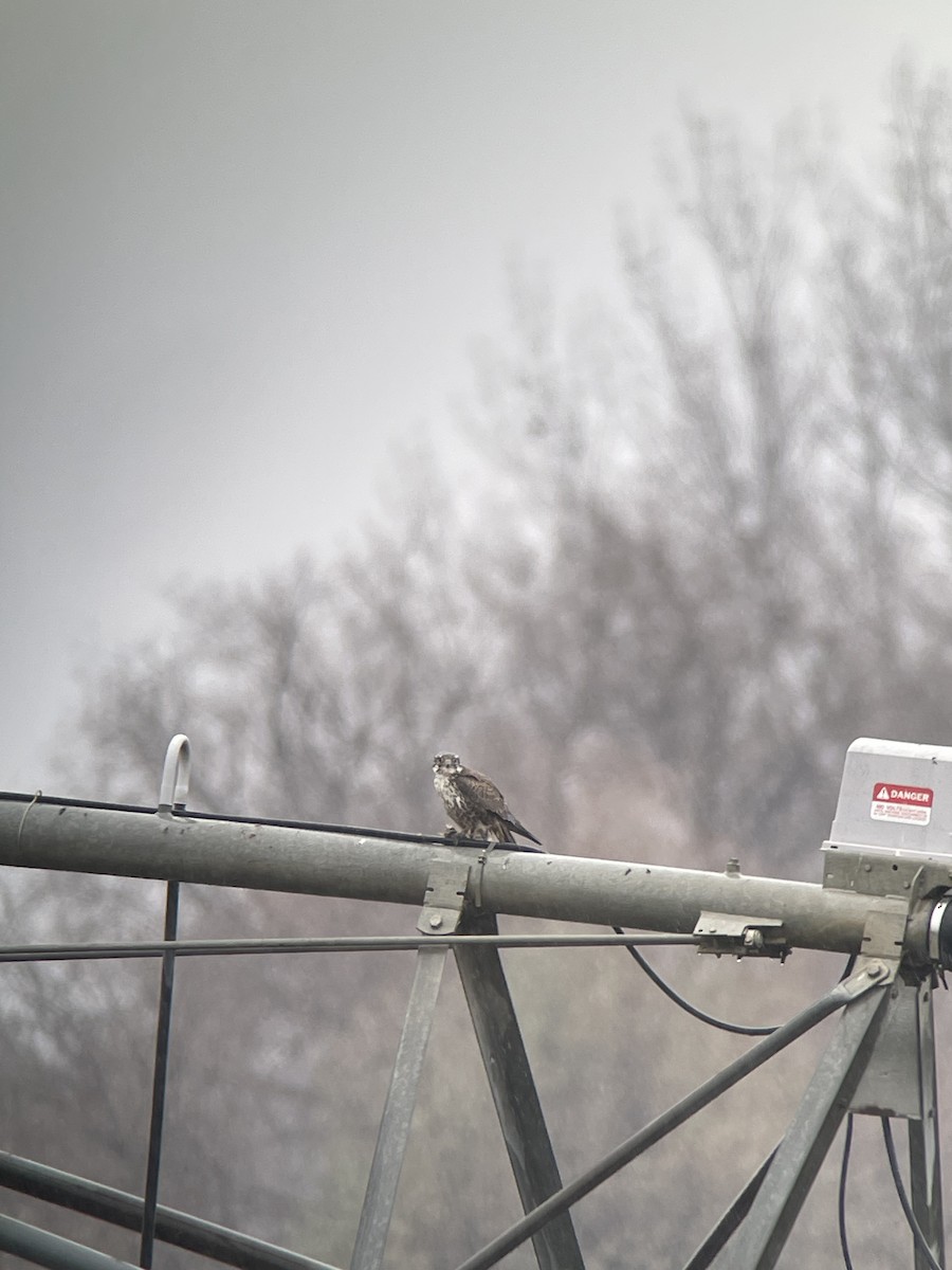 Підсоколик малий (підвид columbarius) - ML646435289