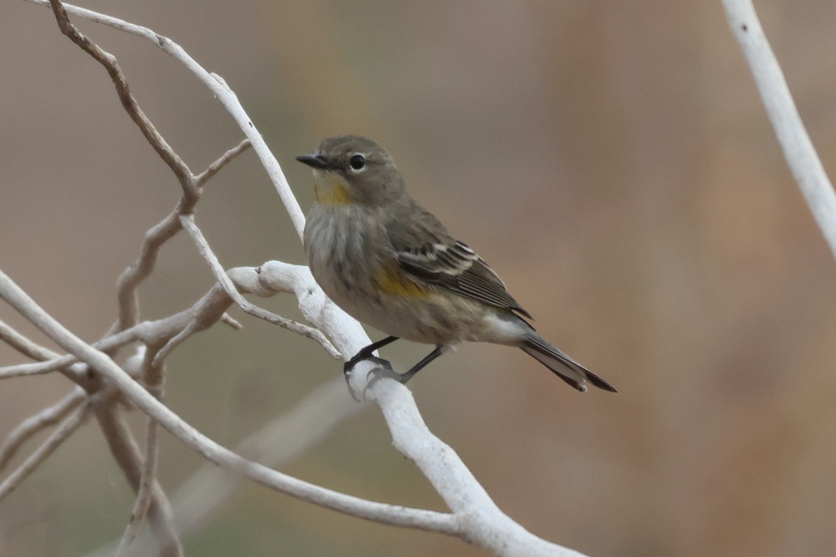 סבכון הכתר - ML646435290