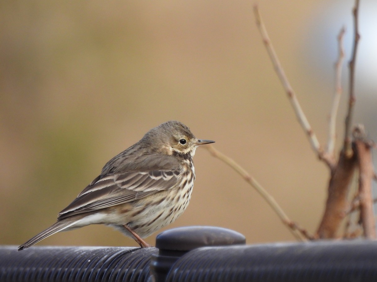 Siberian Pipit - ML646435291