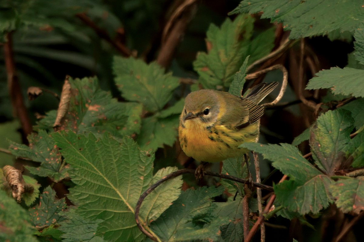 Reinita Galana - ML646435292